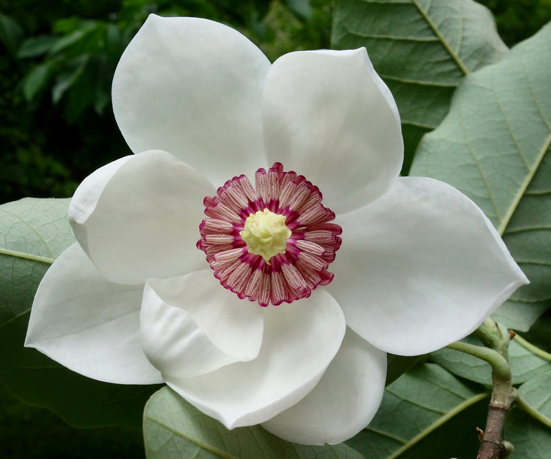 Embrace the Timeless Elegance of Magnolia Fragrance